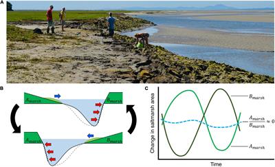 Saltmarsh Resilience to Periodic Shifts in Tidal Channels